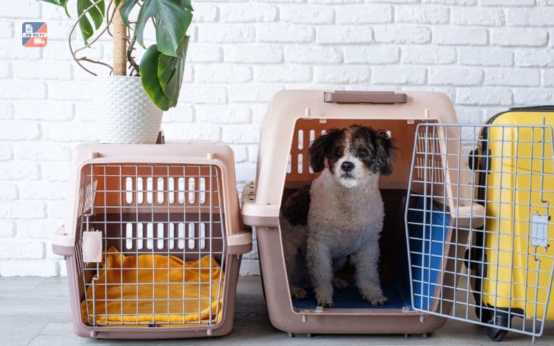 Pet Relocation service